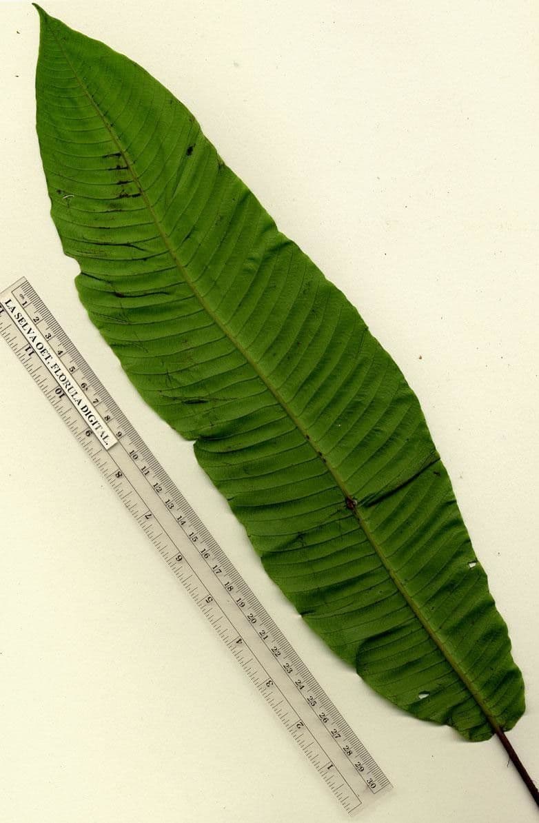 Thelypteris 2