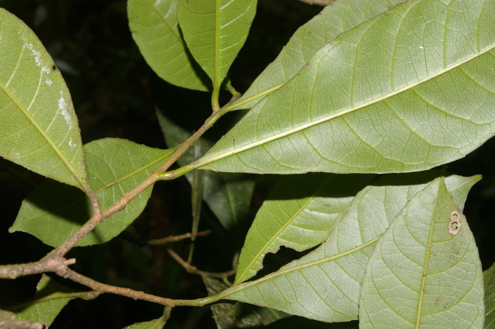 Gymnanthes 8