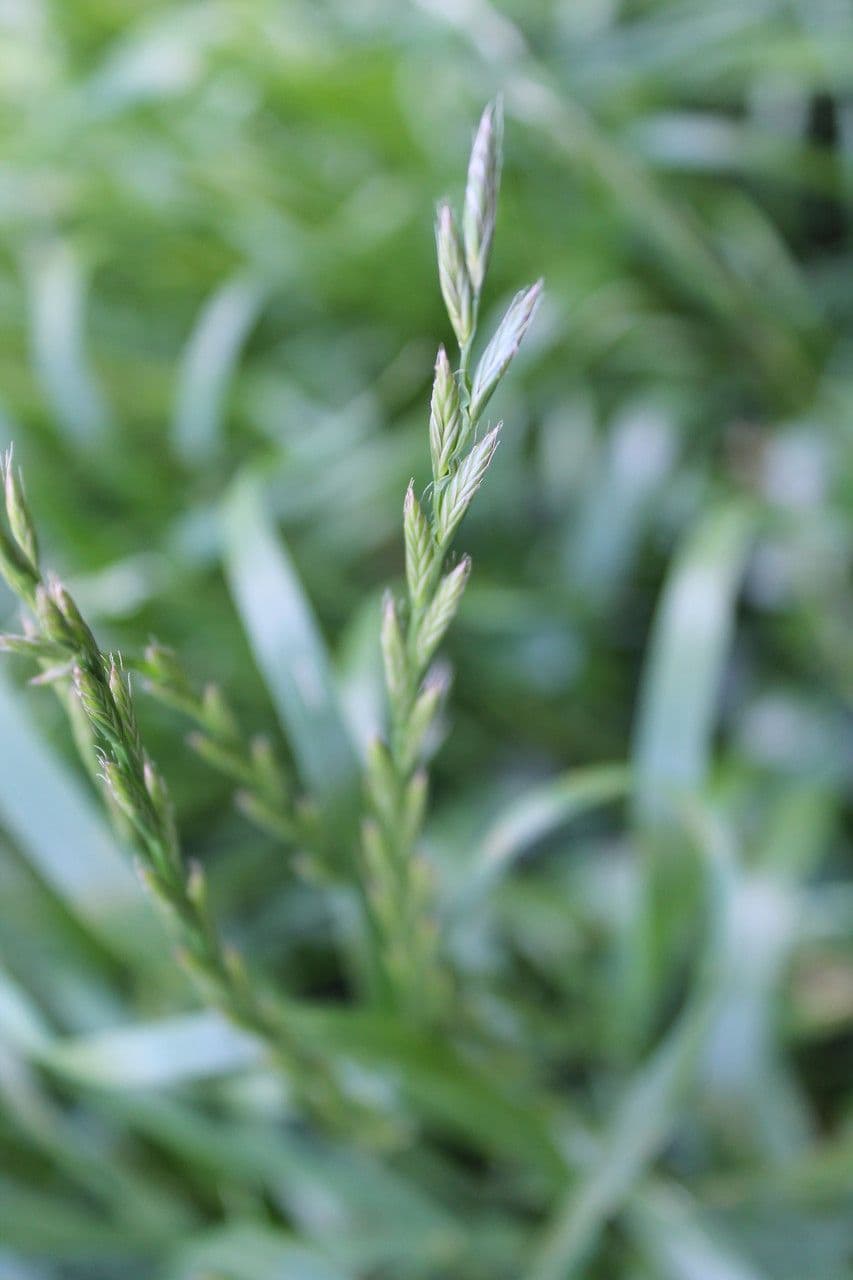 Jílek mnohokvětý 20