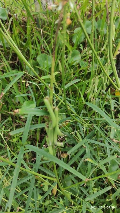 Crotalaria lanceolata