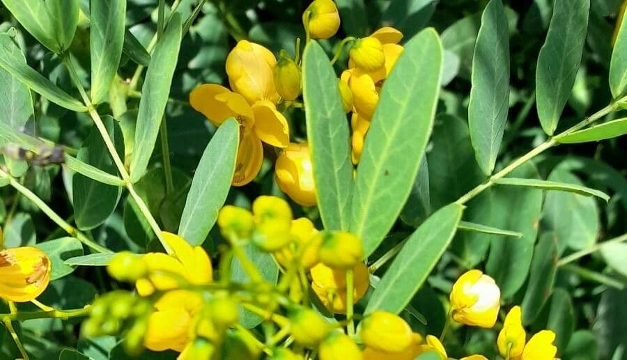 Senna 5