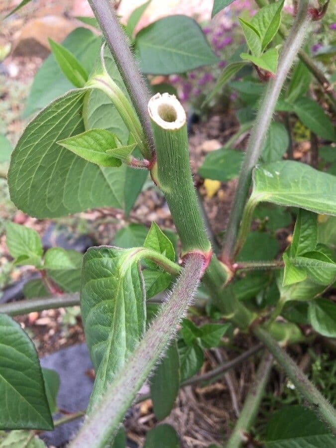 Lechero 24