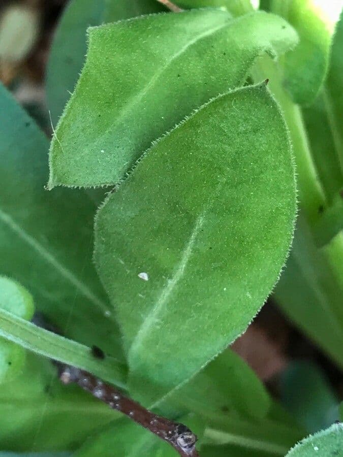 Calendula 19