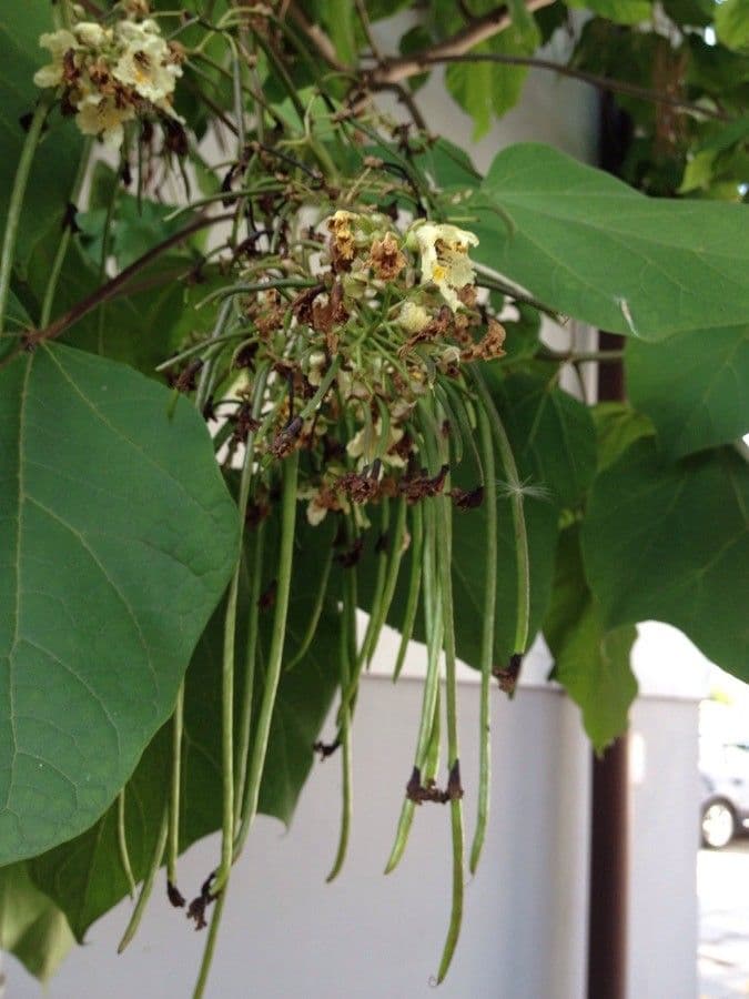 Katalpa vajcovitolistá 10