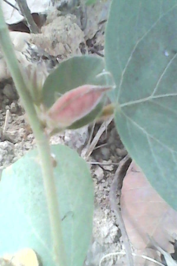 Flemingia faginea 3