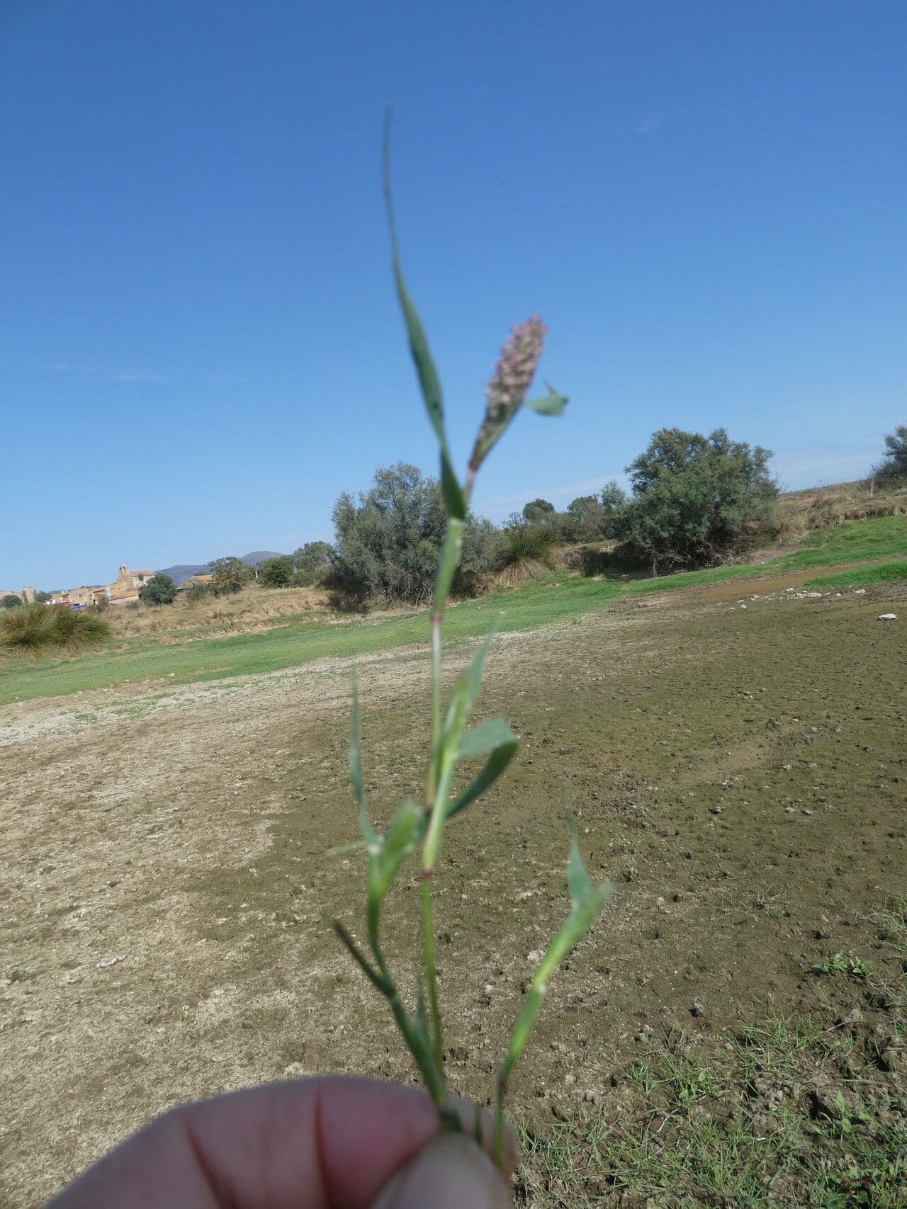 Crypsis schoenoides 20