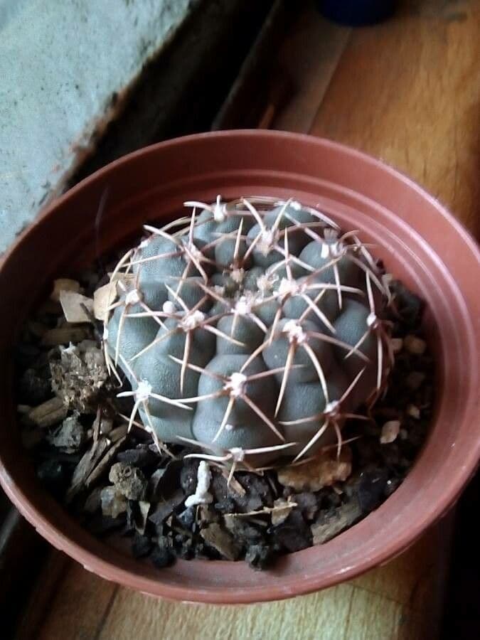 Cactus a palla 10