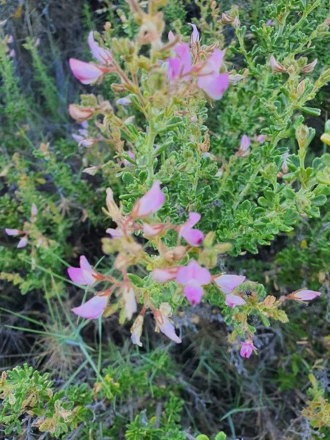 Ononide tridentata 8