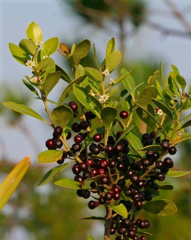 Ilex glabra 2