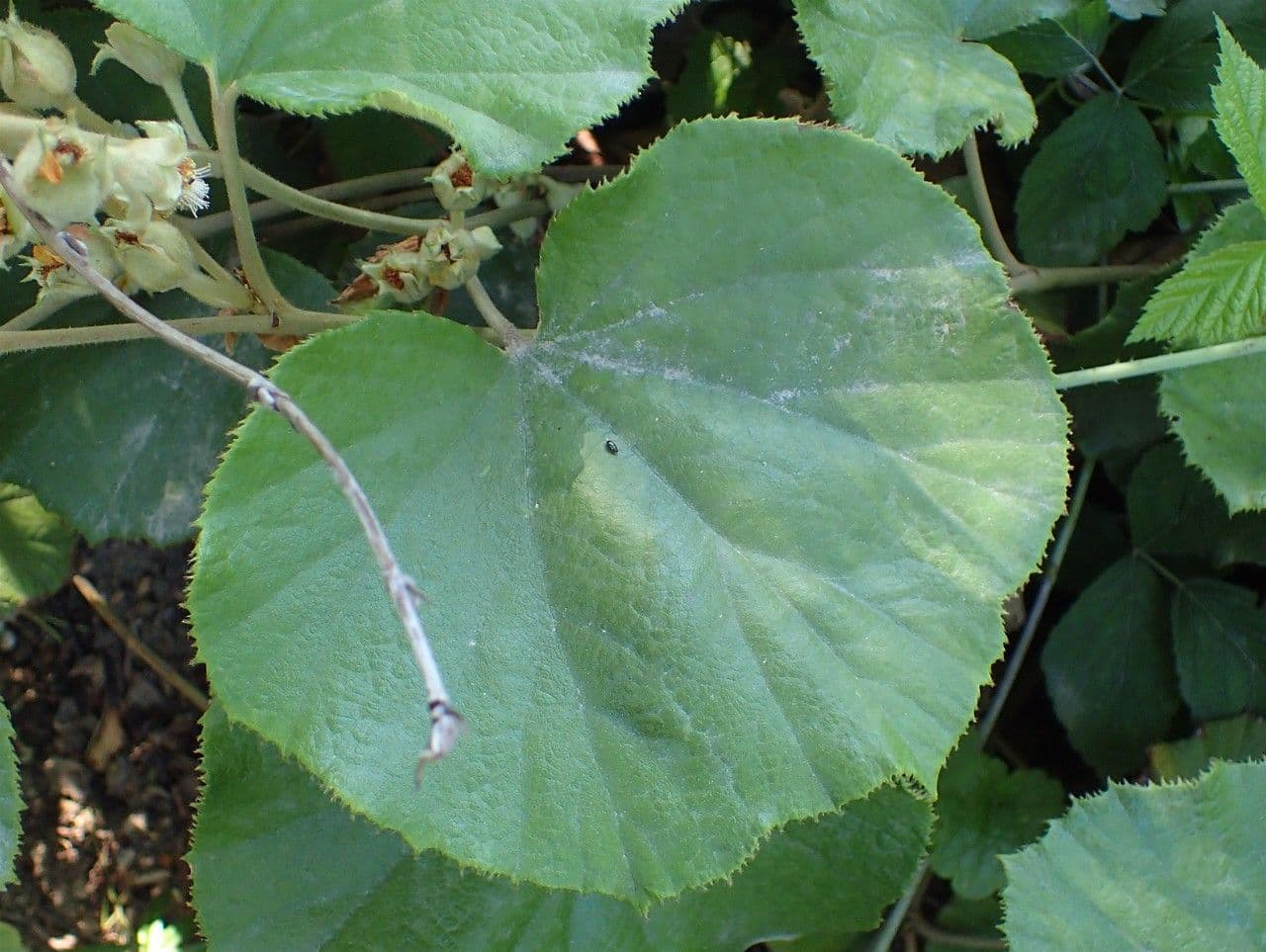 Rovo 6