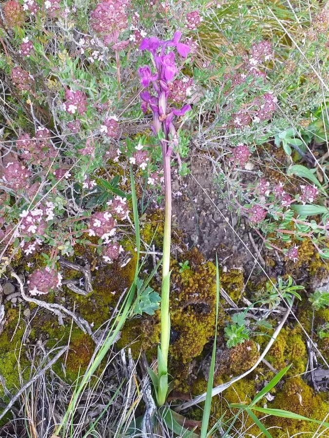 Orchide minore 24