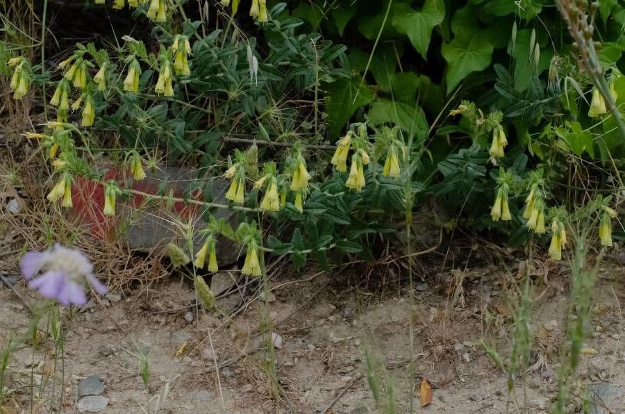 Onosma 2