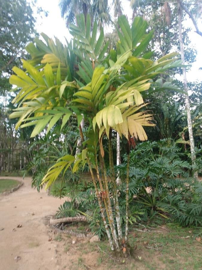 Areca 12