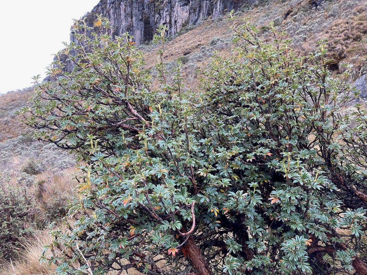 Polylepis sericea