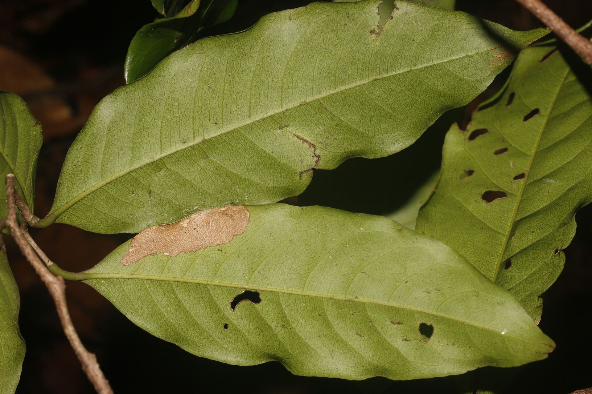 Eschweilera biflora 2