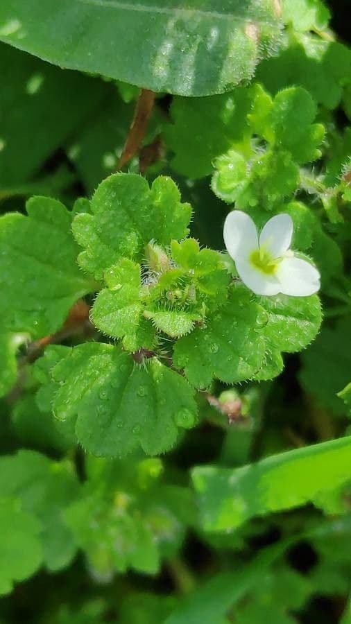 Veronica cymbalaria 19