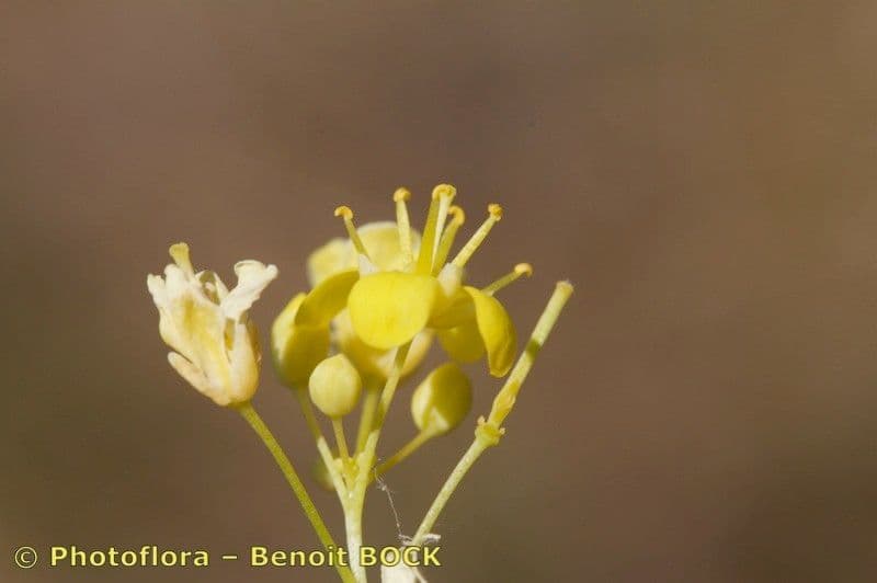 Biscutella