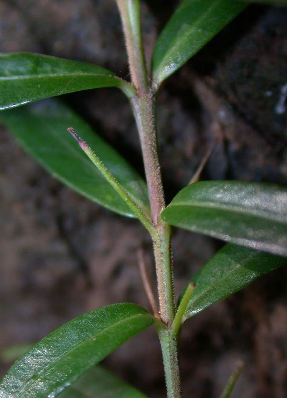 Cuphea utriculosa 10