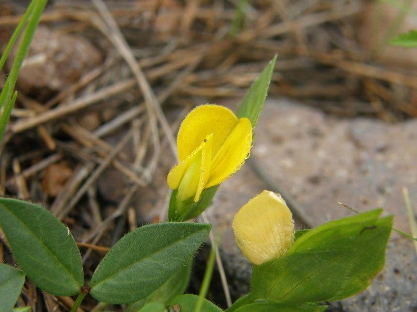 Zornia reticolata 9