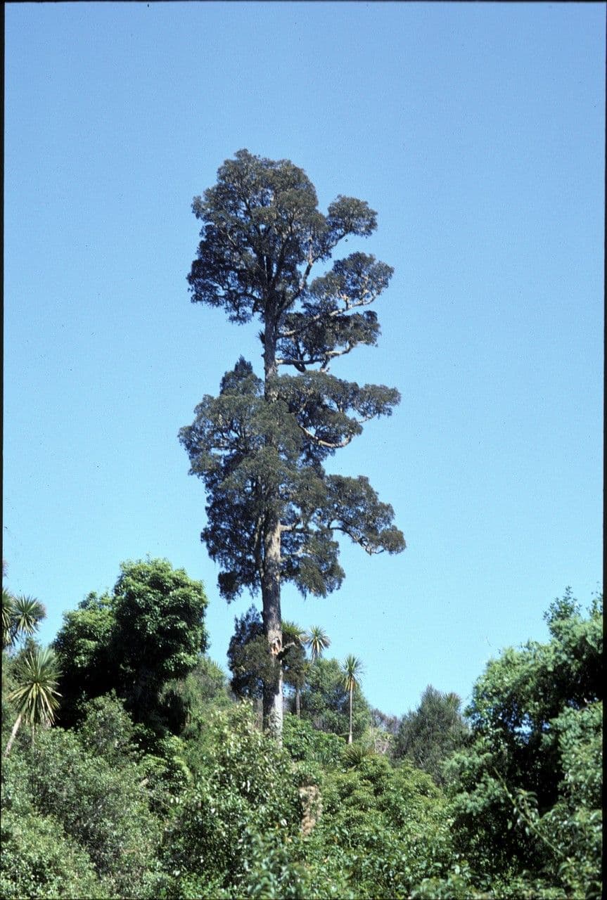 Dacrycarpus dacrydioides 2