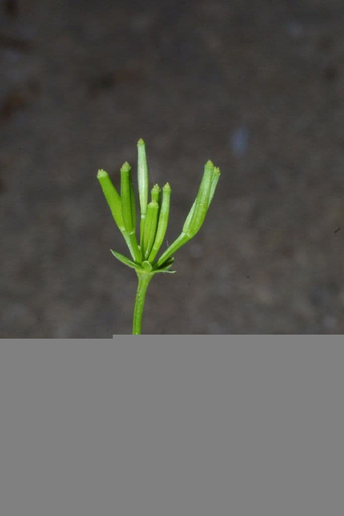 Cerfoglio diffuso