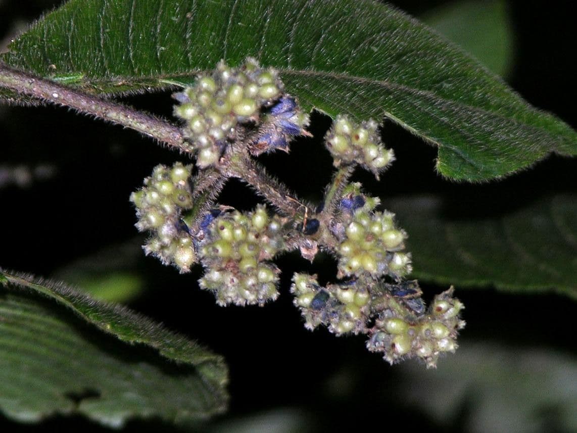 Psychotria 25