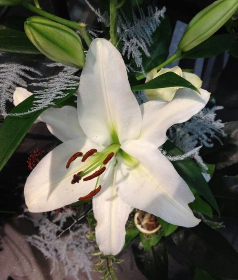 Lis blanc 5