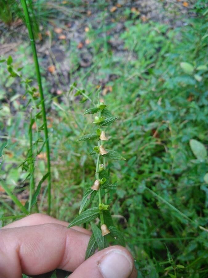 Scutellaria comune 2