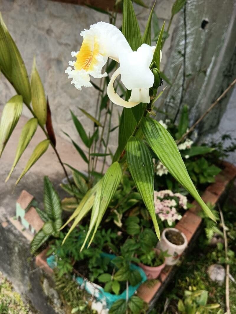 Sobralia 7