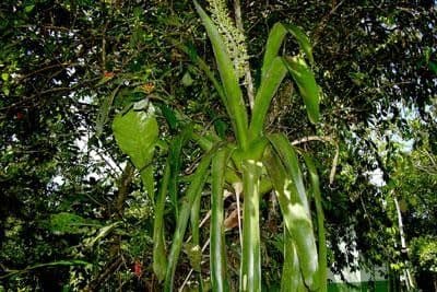 Aechmea 14
