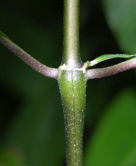 Palicourea hebeclada 9