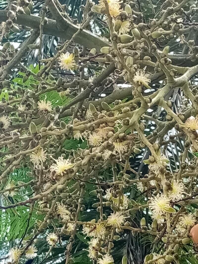 Fuchsschwanzpalme 7
