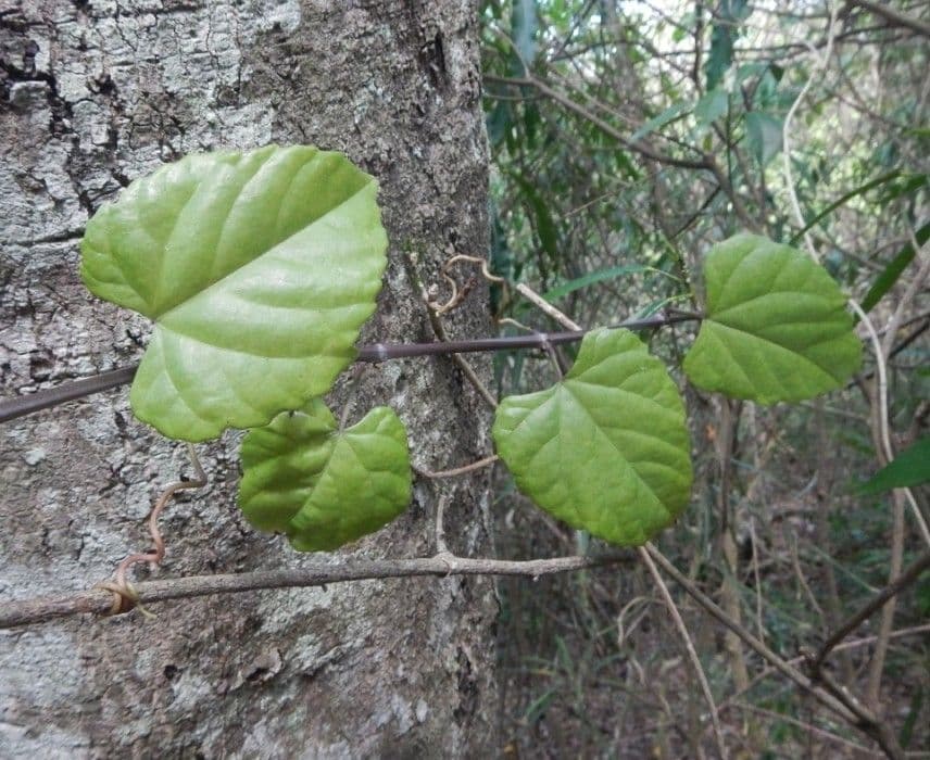 Cissus 2