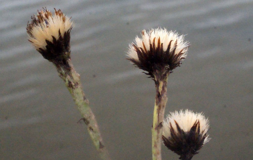 Limbarda crithmoides 2