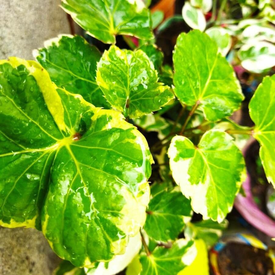 Polyscias balfouriana
