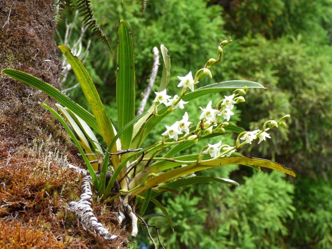 Angraecum 10