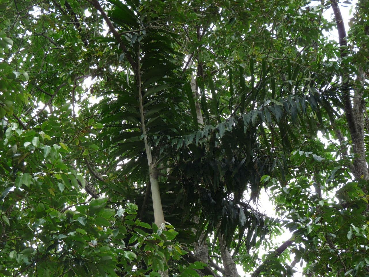 Sokratea naga 9