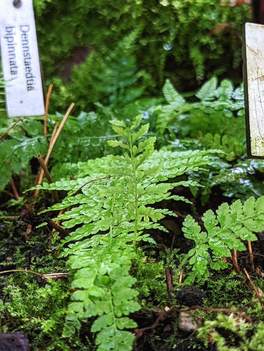 Dennstaedtia 3