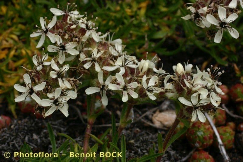 Saponaria gialla 2