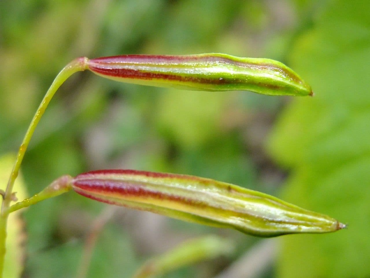 Kleines Springkraut