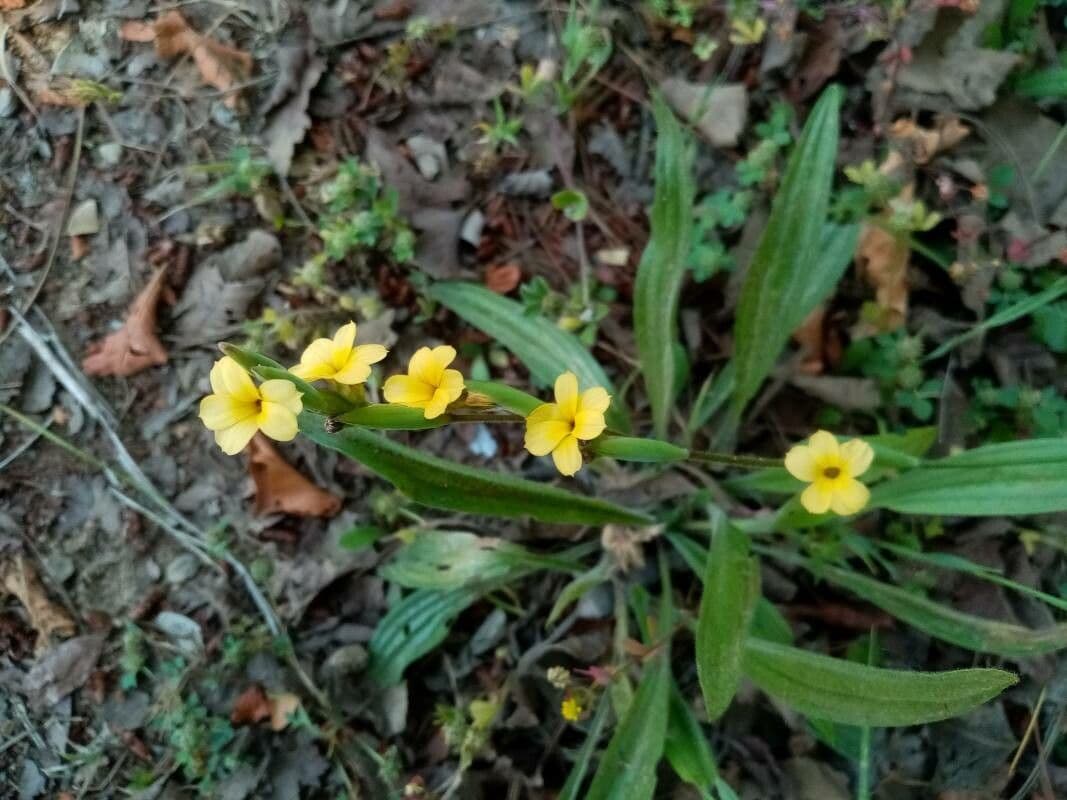 Sisyrinchium 2
