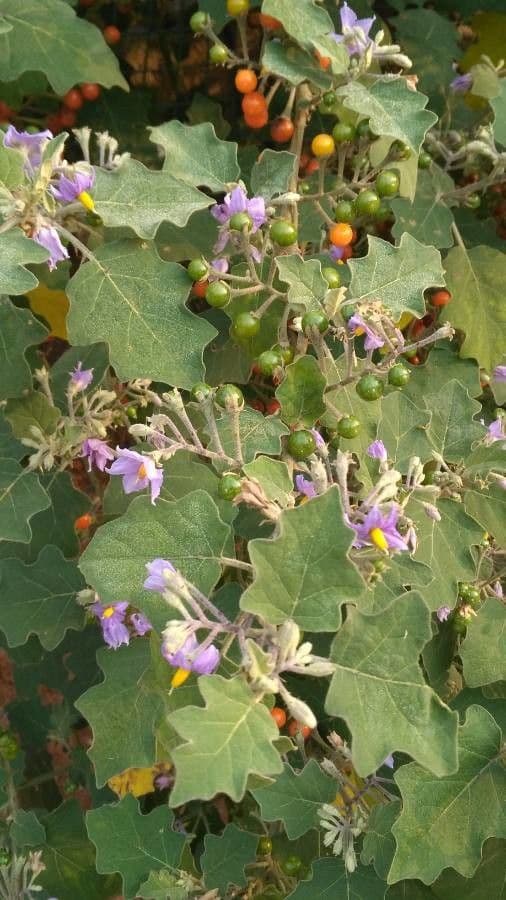 Solanum 10