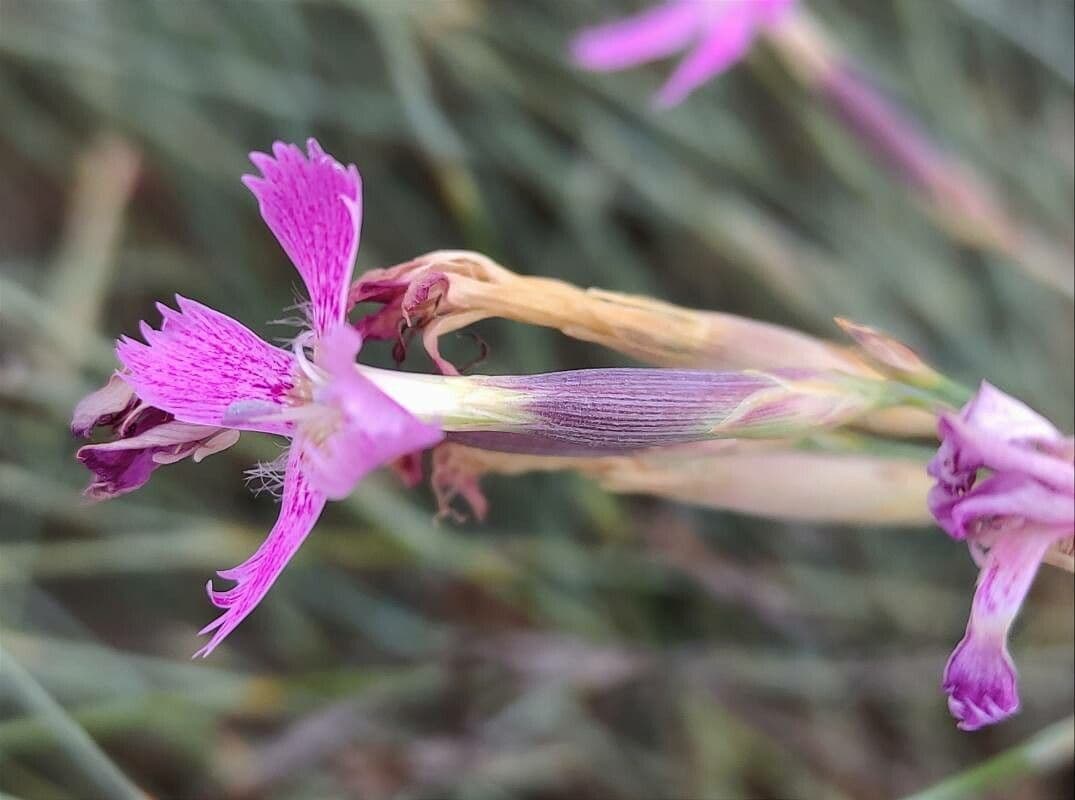 Dianthus 2