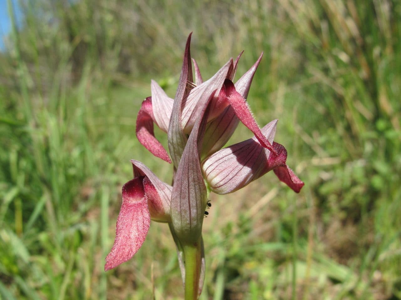 Serapias olbia 6