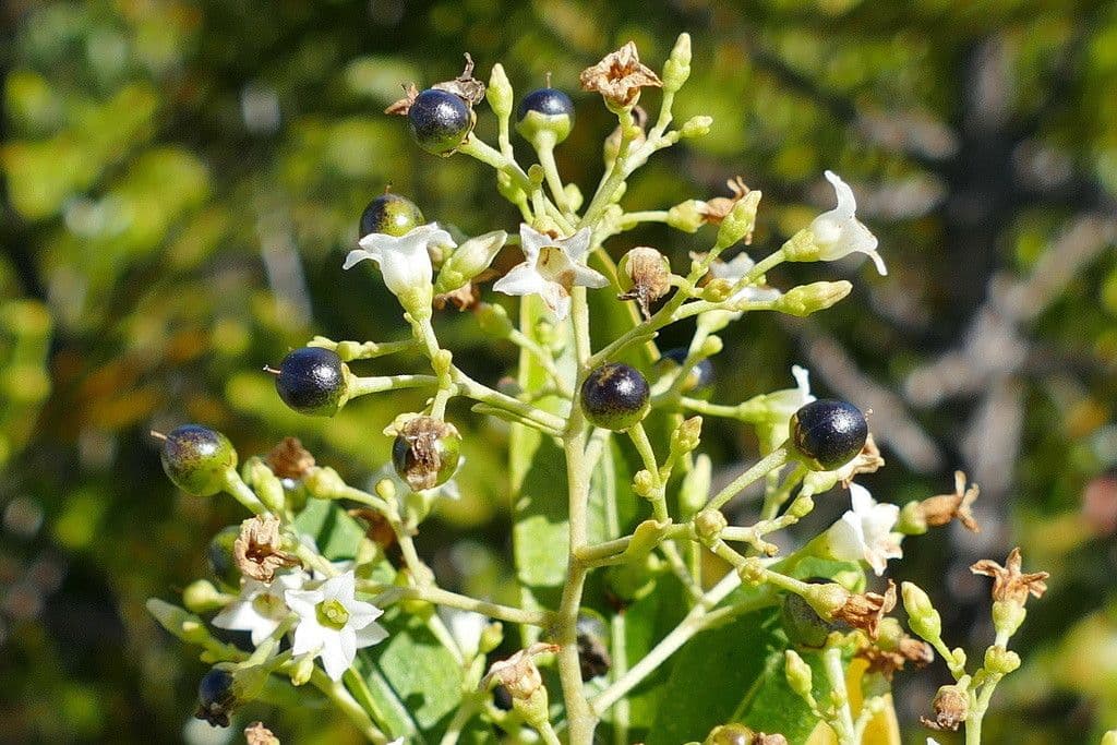 Duboisia
