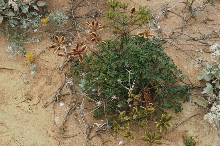 Lomatium Inselbewohner 3