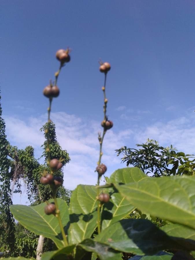 Alchornia rugosa