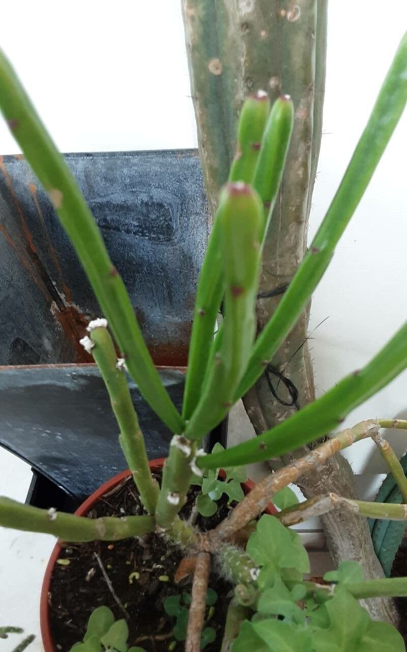 Rhipsalis