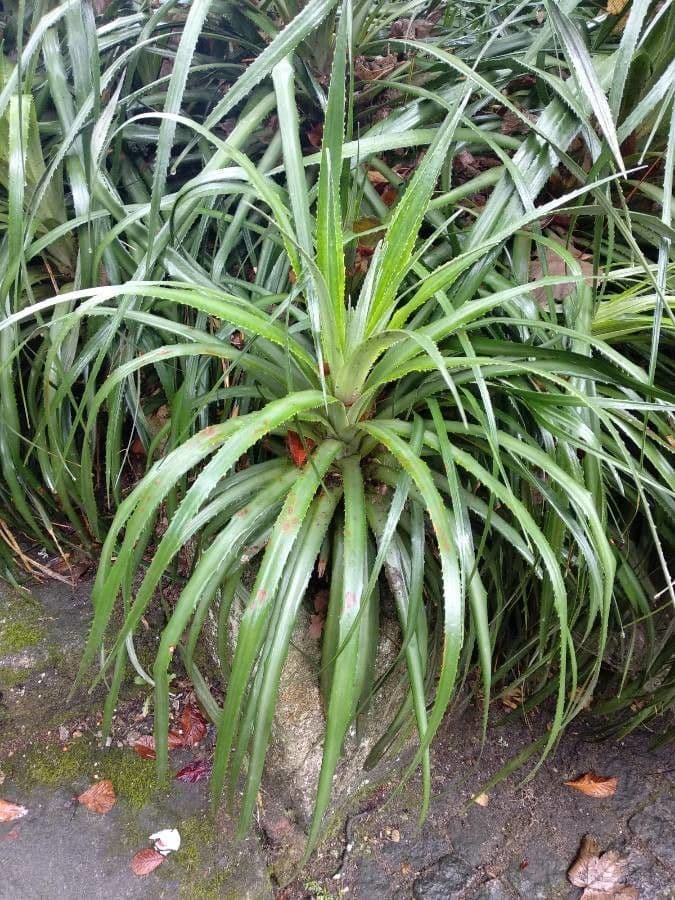 Pandanus