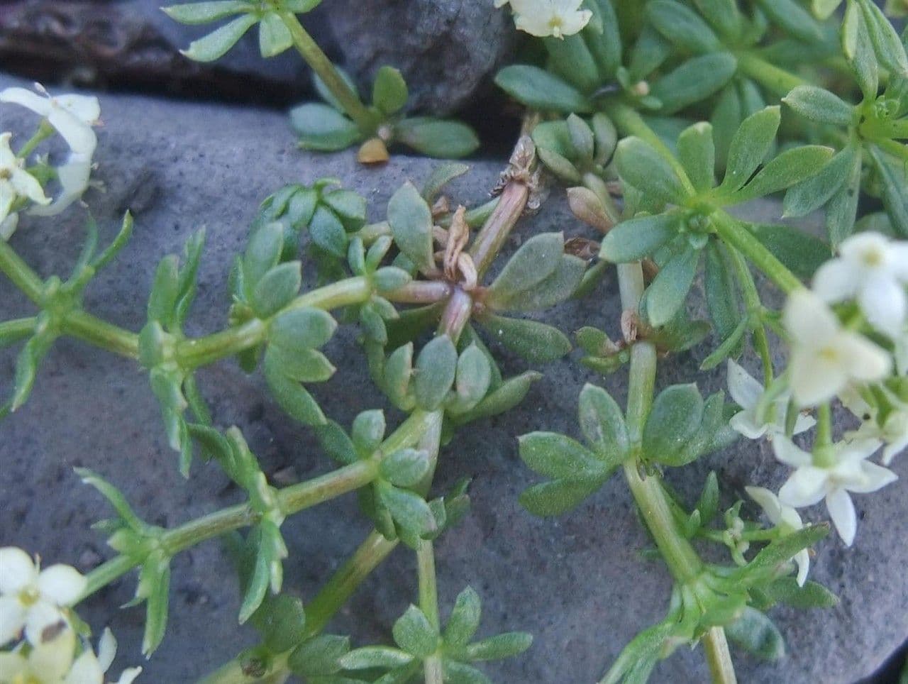 Großsamiges Galium 13